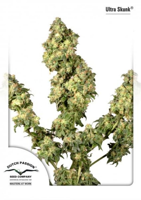 Ultra Skunk Feminised Cannabis Seeds | Dutch Passion 