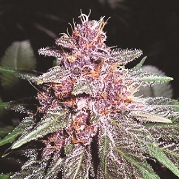 Violeta Feminised Cannabis Seeds | Ace Seeds