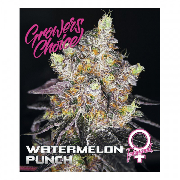 Watermelon Punch Feminised Cannabis Seeds - Growers Choice