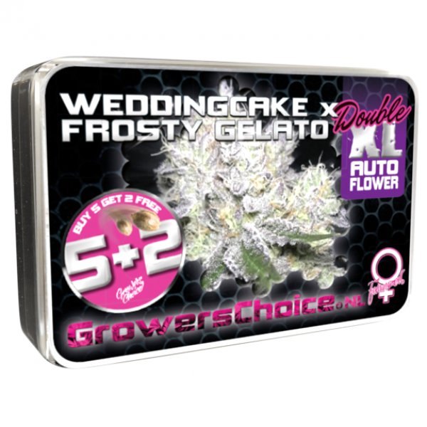 Wedding Cake x Frosty Gelato Double XL Auto Feminised Cannabis Seeds - Growers Choice
