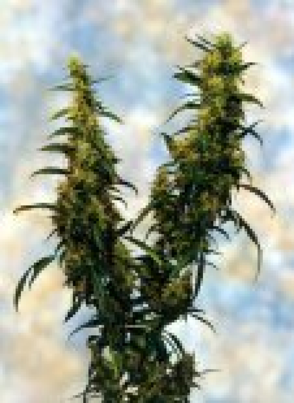 Western Winds Regular Cannabis Seeds | Sagarmartha Seeds