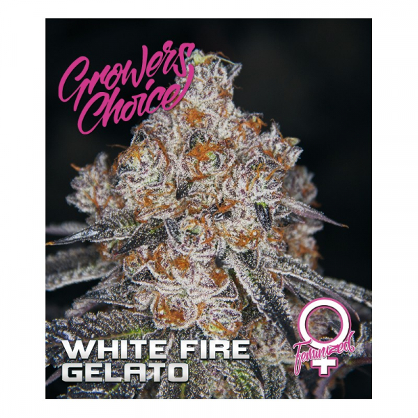 White Fire Gelato Feminised Cannabis Seeds - Growers Choice