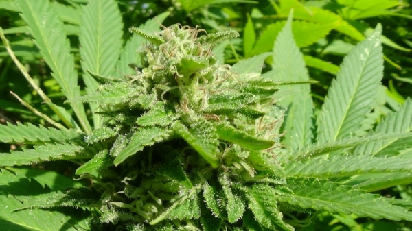 White Fruit Feminised Cannabis Seeds | GreenLabel Seeds