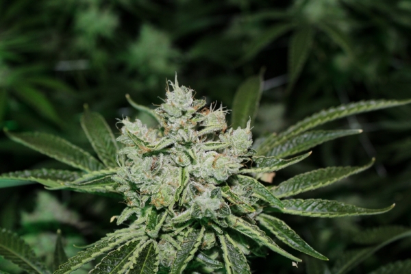 Cookie OG Regular Cannabis Seeds | Purple Caper Seeds