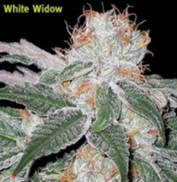 Cannabis Seeds - 5 Best White Widow Seeds.