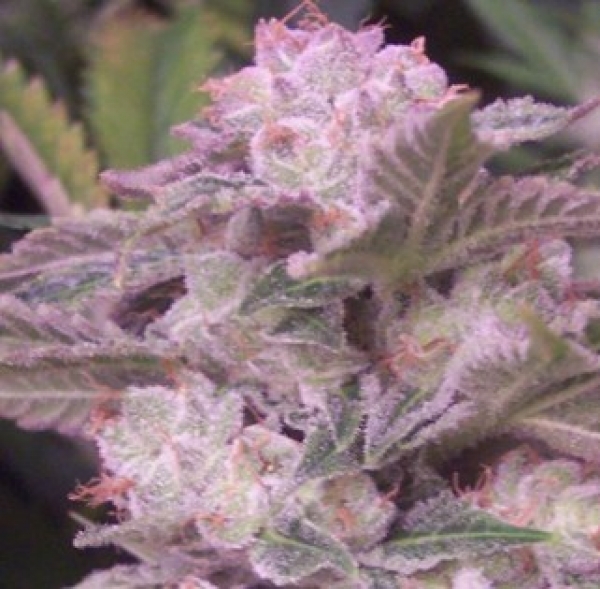 White Tiger Regular Cannabis Seeds | Hazeman Seeds