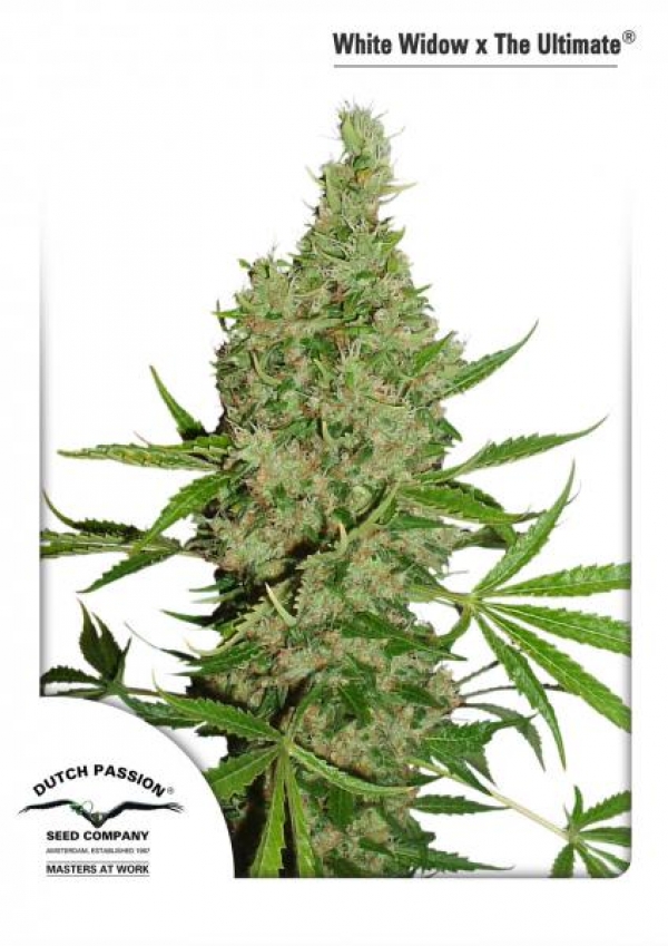 White Widow x The Ultimate Regular Cannabis Seeds | Dutch Passion 