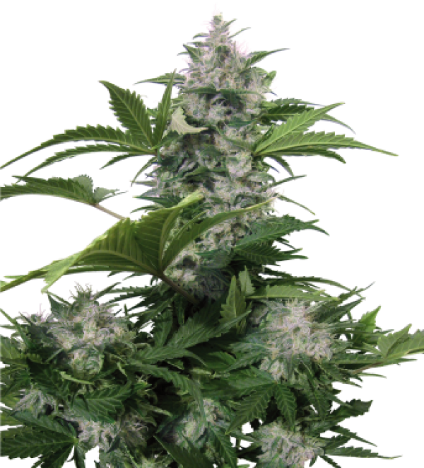 White Dwarf Auto Feminised Cannabis Seeds | Buddha Seeds
