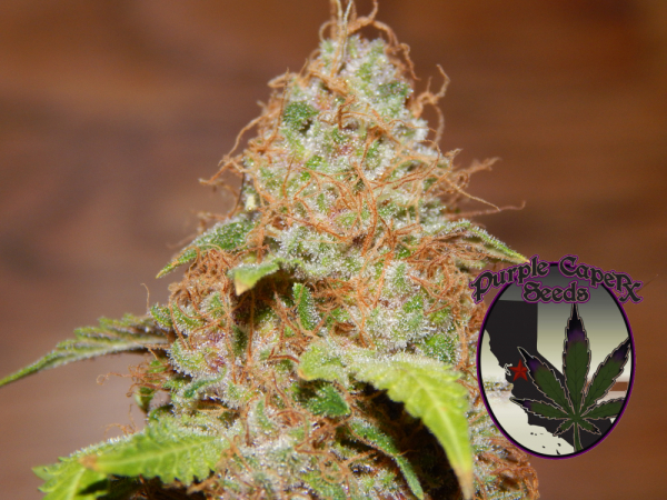 Zkittlez Regular Cannabis Seeds | Purple Caper Seeds