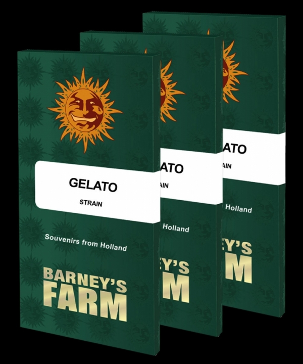 Gelato Feminised Cannabis Seeds | Barney's Farm 
