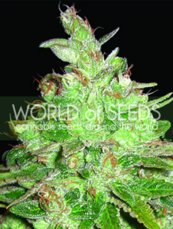 Afghan Kush x Black Domina Feminised Cannabis Seeds | Discount Cannabis Seeds