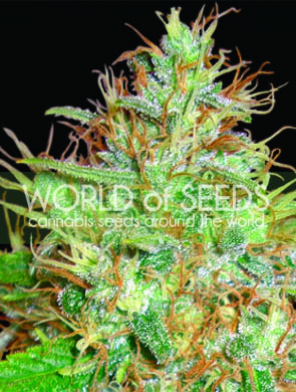 Afghan Kush x Skunk Feminised Cannabis Seeds | World of Seeds