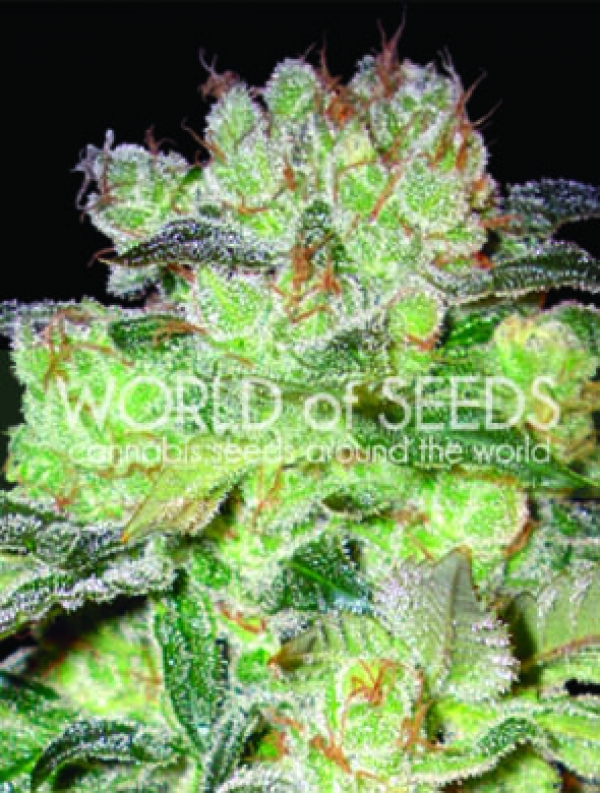 Afghan Kush x White Widow Feminised Cannabis Seeds | World of Seeds