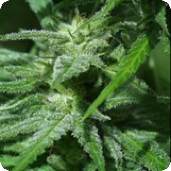 Afghani Special Regular Cannabis Seeds | KC Brains Seeds