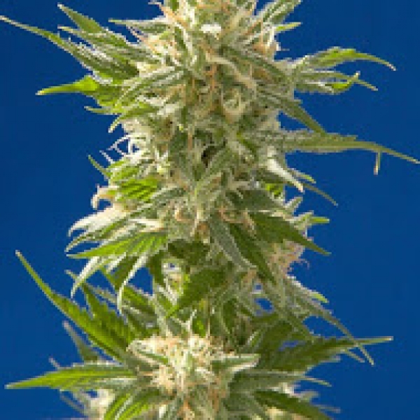 AK Feminised Cannabis Seeds| CBD Seeds 