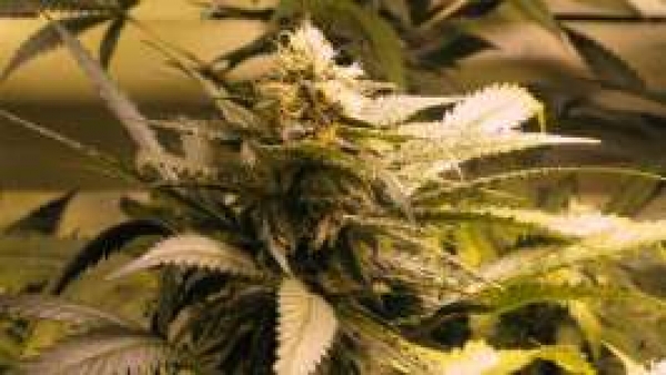 AK48 Regular Cannabis Seeds | Nirvana