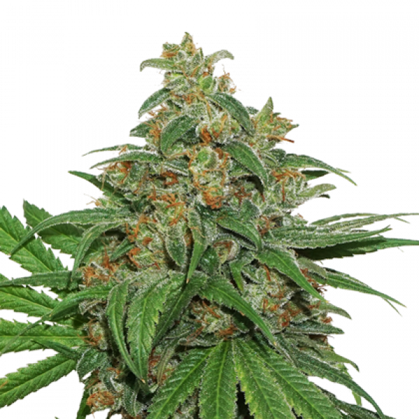 Triton Biscotto Lime Cannabis Seeds by Seeds Stockers 