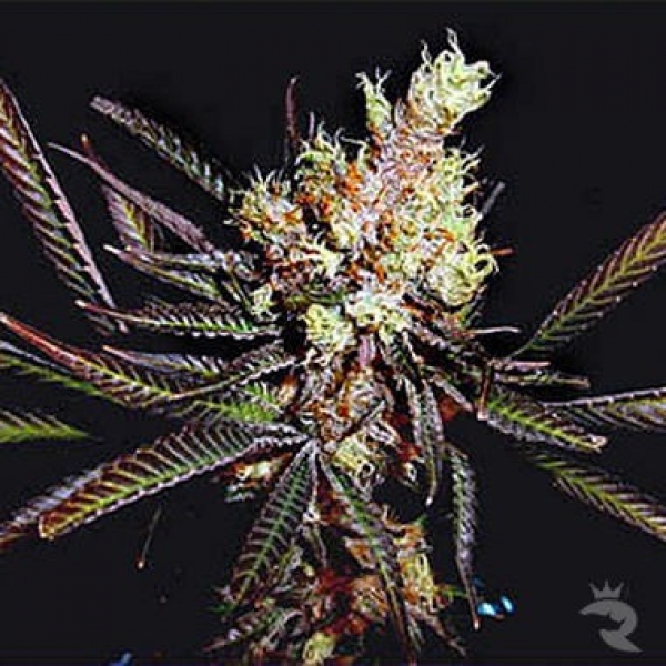 Amethyst Bud Regular Cannabis Seeds | Soma Seeds
