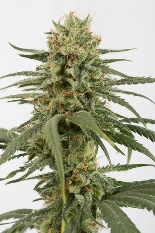Amnesia CBD Feminised Cannabis Seeds | Dinafem Seeds