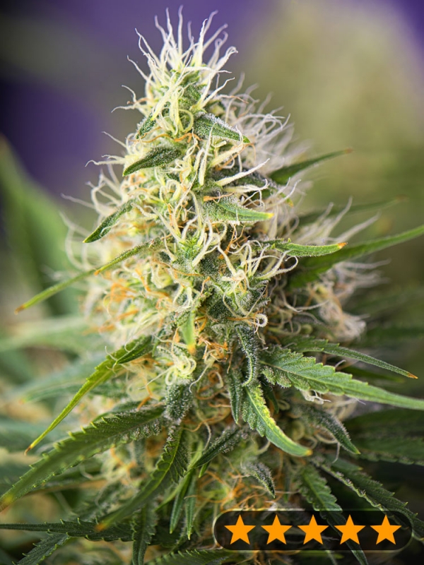 Cookie Mint Feminised Cannabis Seeds - Power Strains.
