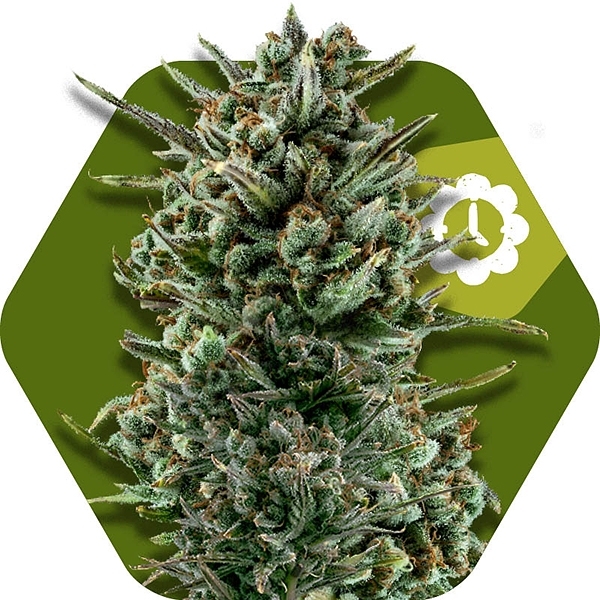 Amnesia Haze XL Feminised Cannabis Seeds | Zambeza Seeds