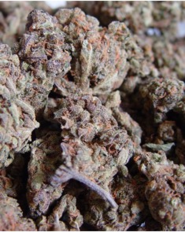 Amnesia Haze Regular Cannabis Seeds | Soma Seeds