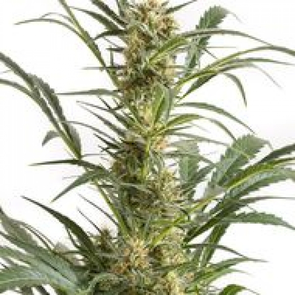 Amnesia XXL Auto Feminised Cannabis Seeds | Dinafem Seeds