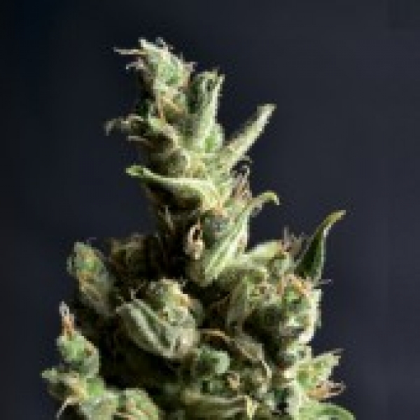Amnesia Feminised Cannabis Seeds | CBD Seeds Classic Line