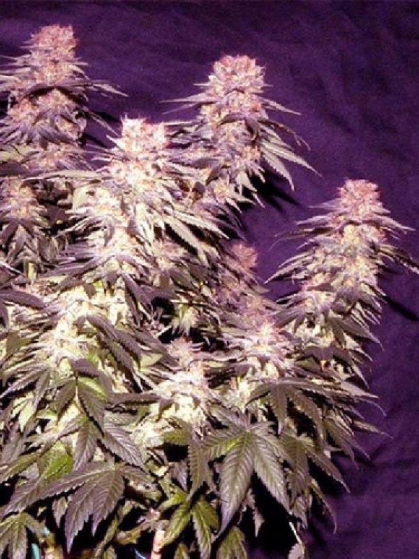 Orange Fizz Regular Cannabis Seeds | Apothecary Genetics Seeds