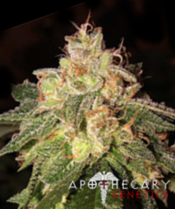  Buy Apothecary Genetics SFV OG Regular Cannabis Seeds