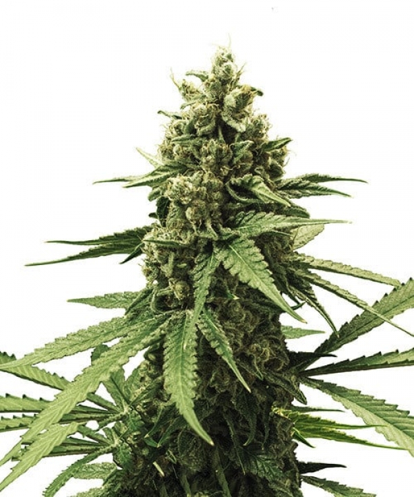 Apple Fritter Feminised Cannabis Seeds | Royal Queen Seeds