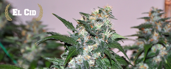 El Cid Regular Cannabis Seeds | Allstar Genetics
