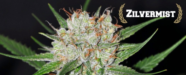 Zilvermist Feminised Cannabis Seeds | Allstar Genetics