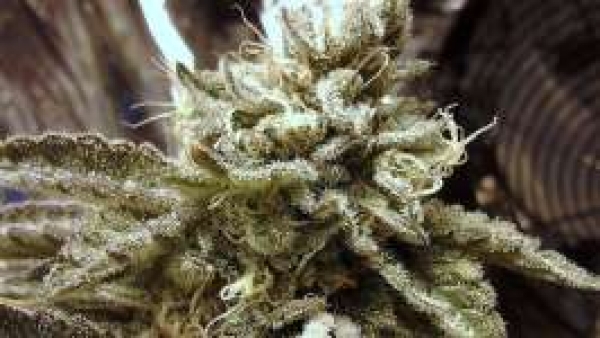  Aurora Indica Regular Cannabis Seeds | Nirvana