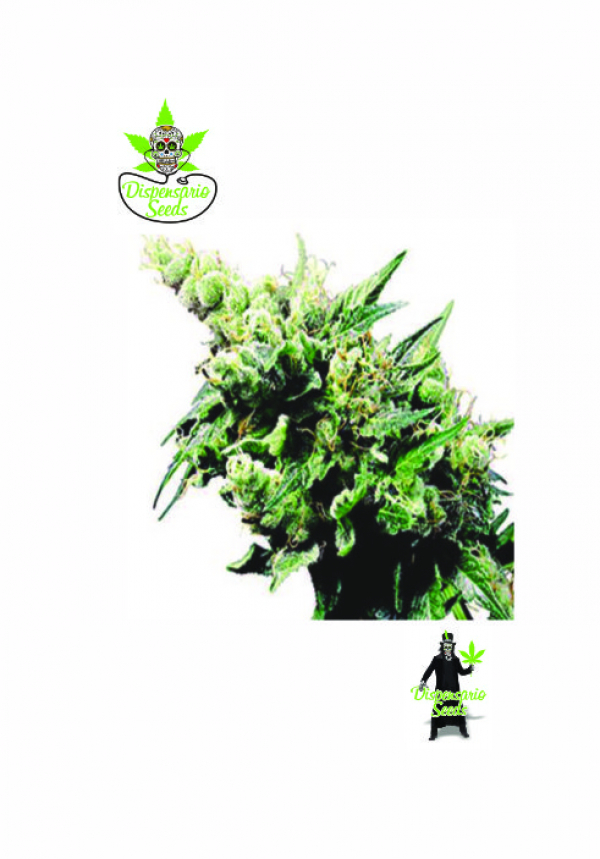 Auto Old School Hashplant Feminised Cannabis Seeds | Dispensario Seeds