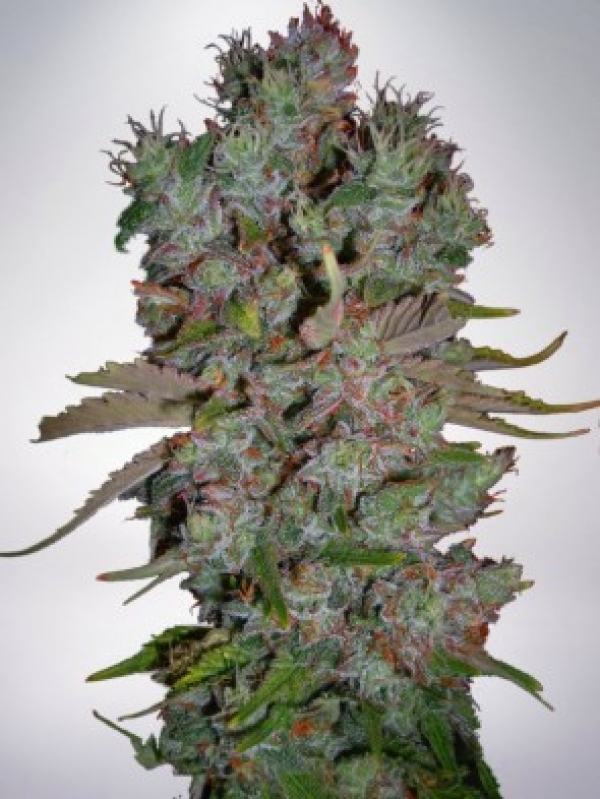 Auto Blueberry Domina Feminised Cannabis Seeds | Ministry of Cannabis