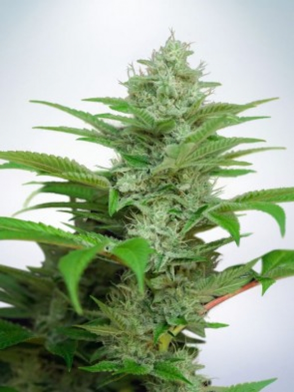 Auto CBD Star Feminised Cannabis Seeds | Ministry of Cannabis