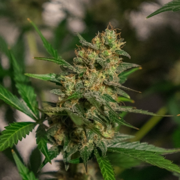 Automatic Easy Skunk (Formerly Automatic Cheese) Feminised Cannabis Seeds | GreenLabel Seeds