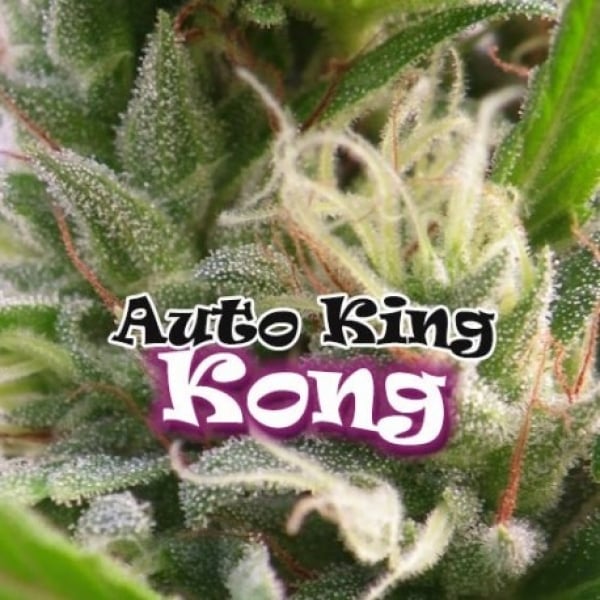  Auto King Kong Feminised Cannabis Seeds | Dr Underground