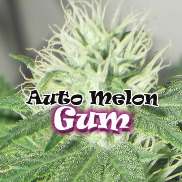 Auto Melon Gum Feminised Cannabis Seeds | Dr Underground