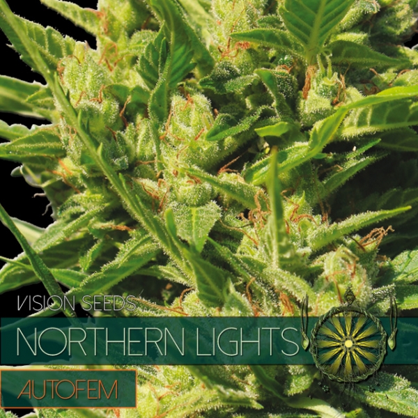 Northern Lights Auto Feminised Cannabis Seeds | Vision Seeds