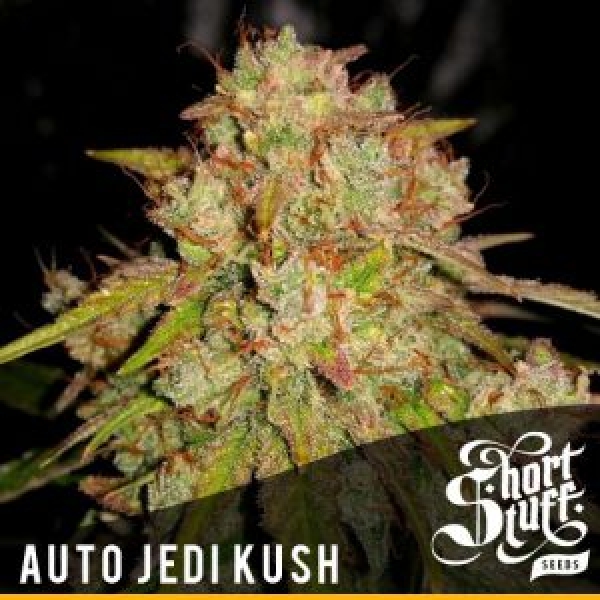 Auto Jedi Kush Feminised Cannabis Seeds | Short Stuff Seeds
