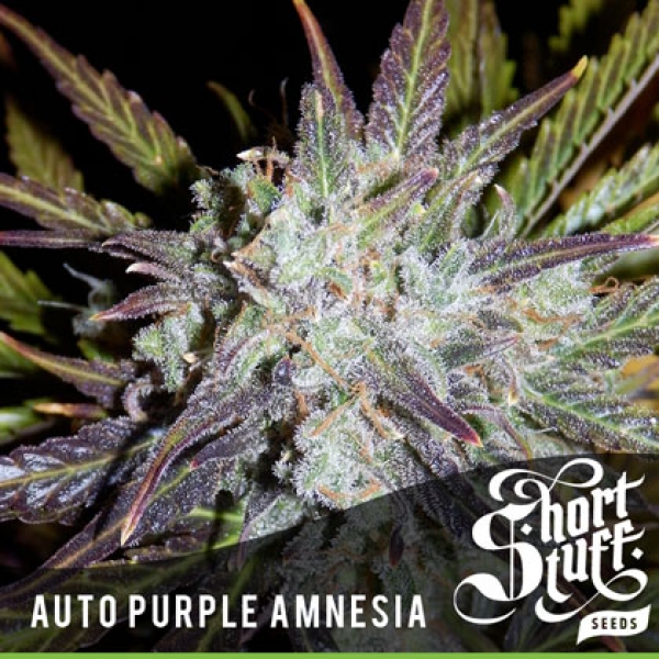 Auto Purple Amnesia Feminised Cannabis Seeds | Shortstuff Seeds