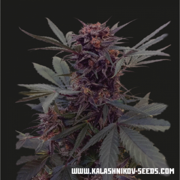 Babushka Black Auto Feminised Cannabis Seeds | Kalashnikov Seeds