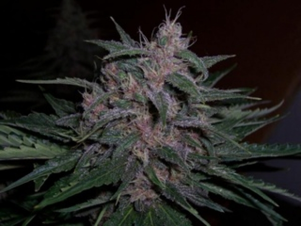 BC Blueberry Regular Cannabis Seeds | BC Bud Depot
