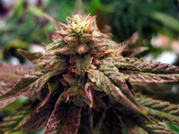 BC Sweet God Regular Cannabis Seeds | BC Bud Depot