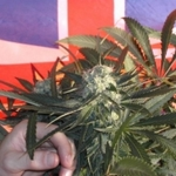 BC Sweet Tooth Regular Cannabis Seeds | BC Bud Depot