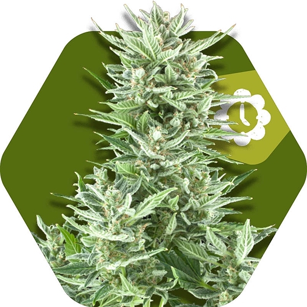 Big Bud XXL Auto Feminised Cannabis Seeds | Zambeza Seeds