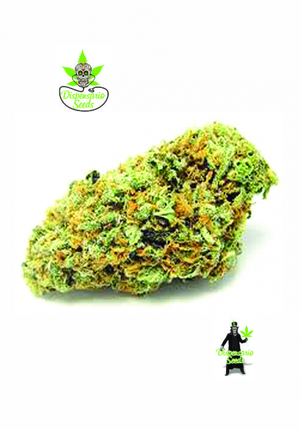 Big Green Crack Feminised Cannabis Seeds | Dispensario Seeds