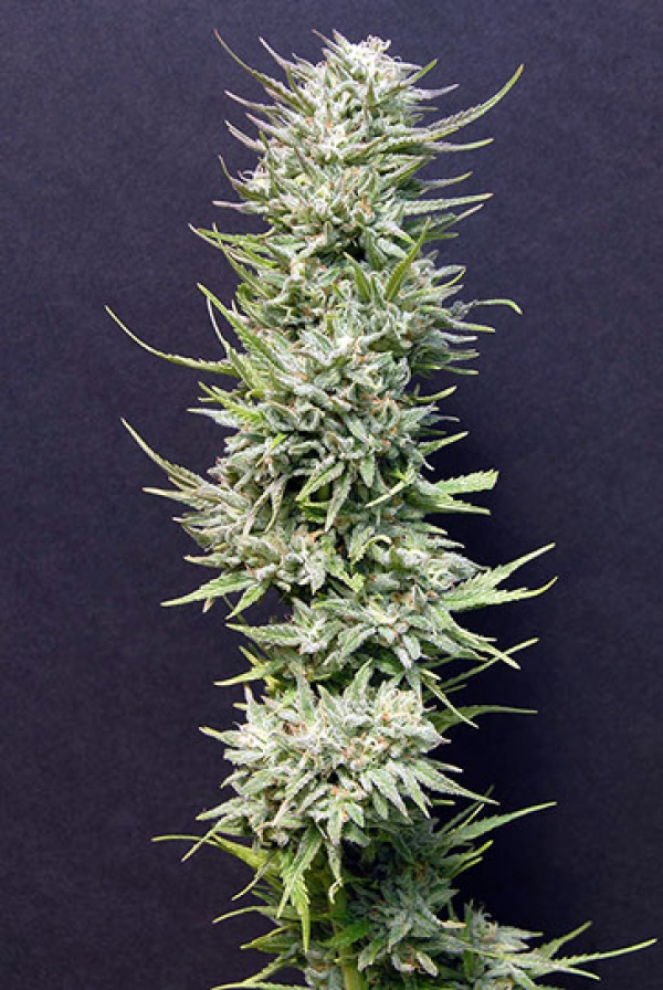 Buy Big Head Seeds Big Freeze Feminised Cannabis Seeds